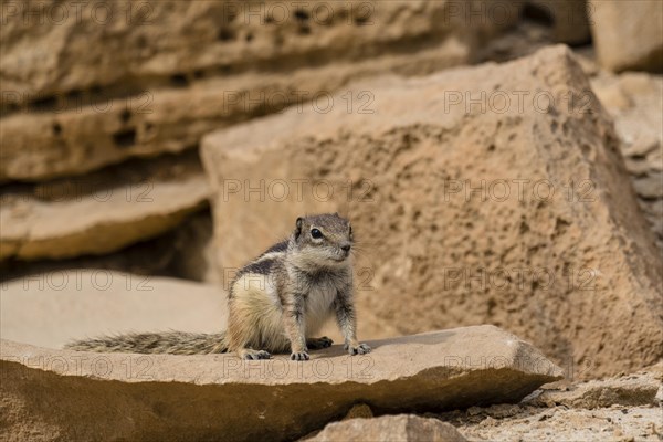 Barbary ground squirrel (Atlantoxerus getulus)