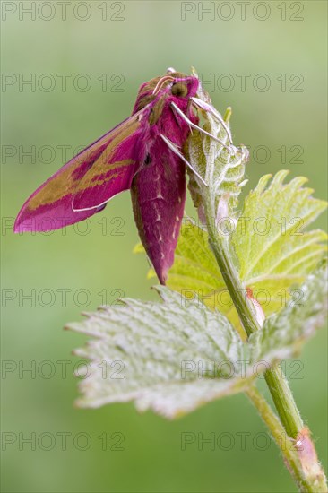 Elephant hawk-moth (Deilephila elpenor) on vine