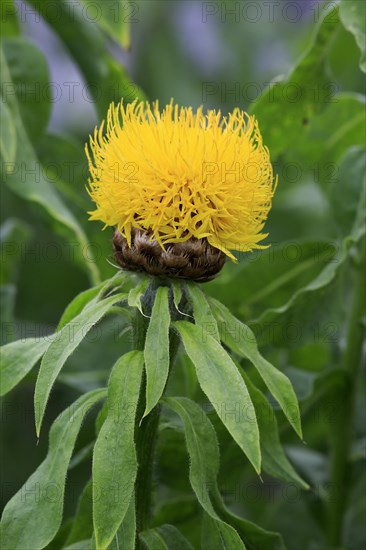 Globe knapweed (Centaurea macrocephala)