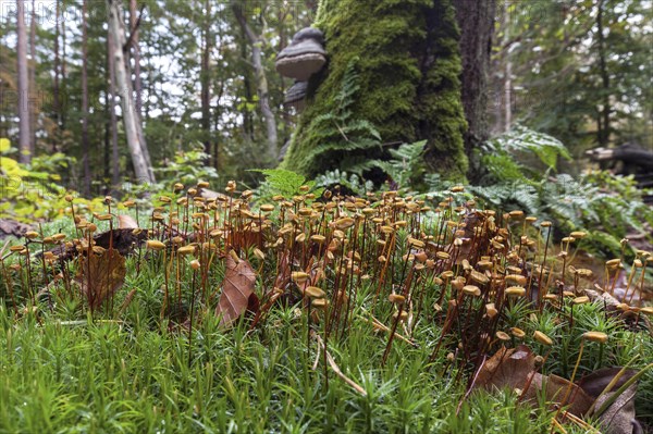 Mniaceae (Mniaceae) with spore stands