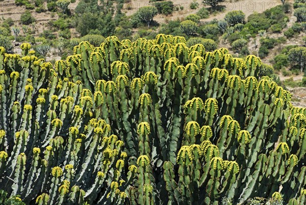Flowering candelabra tree (Euphorbia candelabrum)