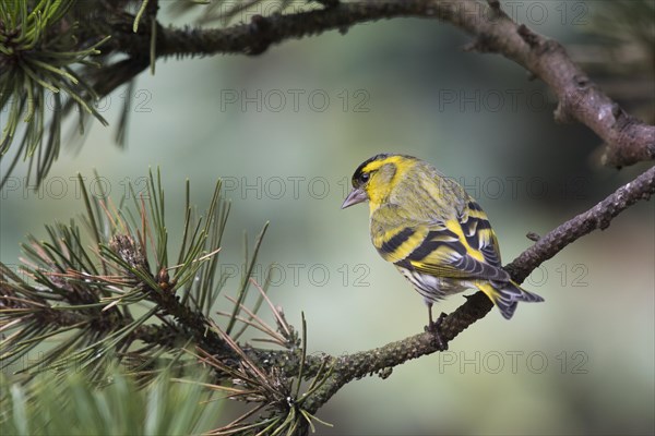 Eurasian siskin (Carduelis spinus)