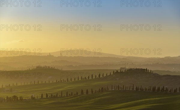 Sunset over hilly landscape with pine avenue