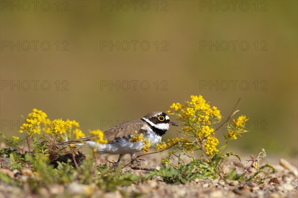 Little ringed plover (Charadrius dubius)