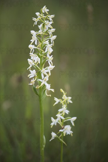 Lesser Butterfly Orchid (Platanthera bifolia)