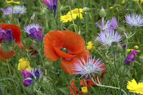 Blooming flower meadow with Purple Milk Thistles (Galactites tomentosus)