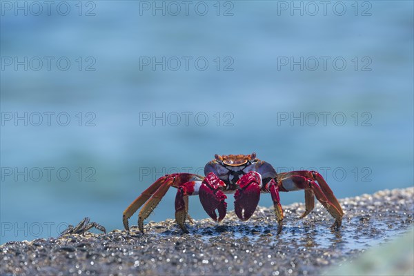 Red rock crab (Grapsus adscensionis) on wet rock