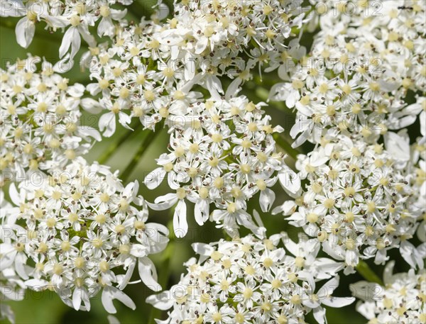 Umbellifers of Common Hogweed (Heracleum sphondylium)