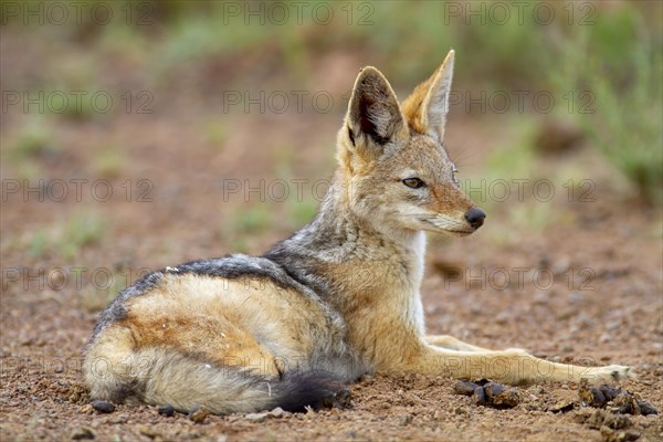 Black-backed Jackal (Canis mesomelas)