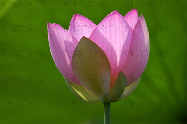 Pink lotus flower (Nelumbo nucifera)