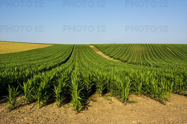 Field of maize