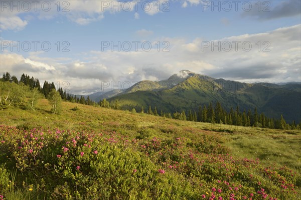 Naunzalm with rust leaf Rusty-leaved alpenrose (Rhododendron ferrugineum) in bloom