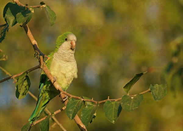 Monk Parakeet (Myiopsitta monachus)