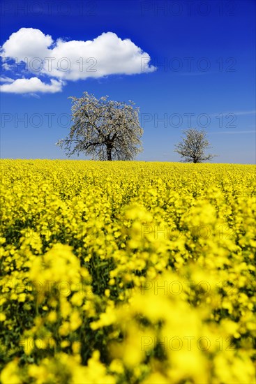 Rapeseed fields and blossoming cherry trees near Stucht