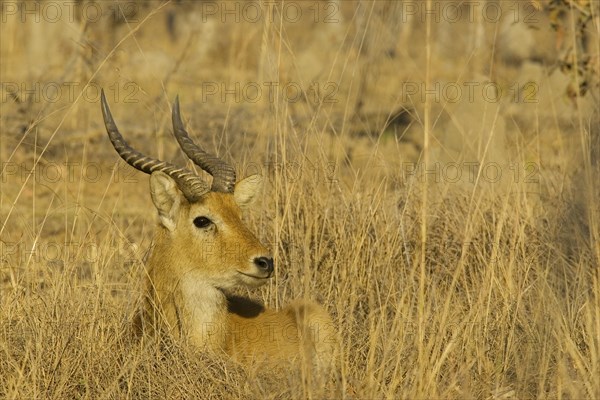 Puku (Kobus vardonii)