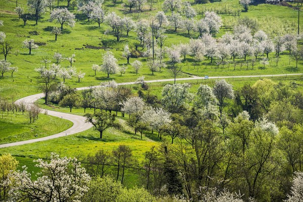 Flowering orchard meadows