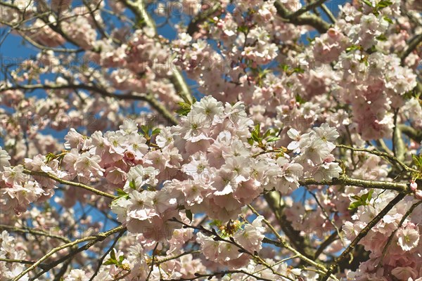 Pink flowering spring cherry Accolade