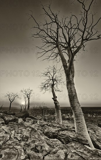 Moringa trees (Moringa ovalifolia)