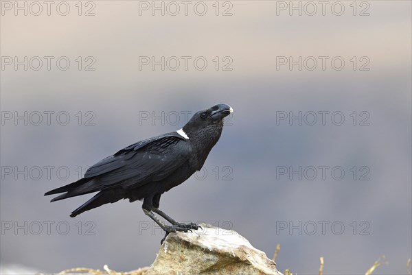 White-necked raven (Corvus albicollis)