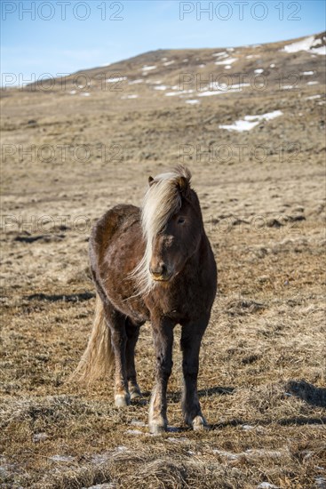 Icelandic horse (Equus przewalskii f. caballus)