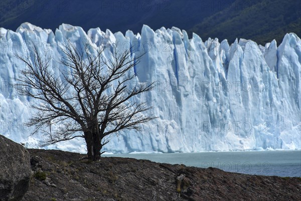 Tree in front of Glacier Perito Moreno on Lake Argentino