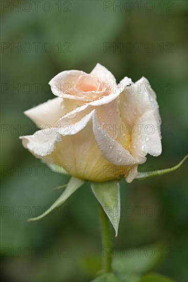 Hybrid tea rose