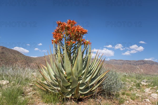 Red aloe (Aloe namibensis)