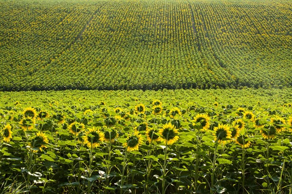 Field of sunflowers