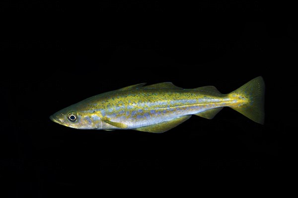 European Pollock (Pollachius pollachius) in the night