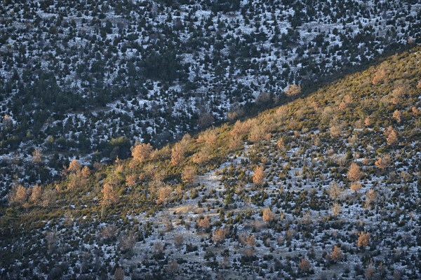 Trees shining in the morning light on a mountain slope