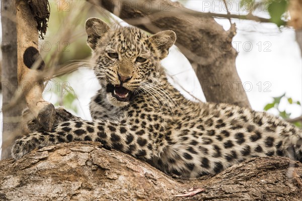 Leopard (Panthera pardus)