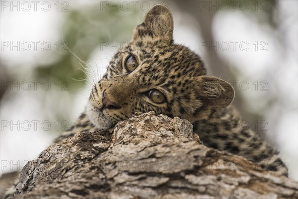 Leopard (Panthera pardus) Kitten on tree