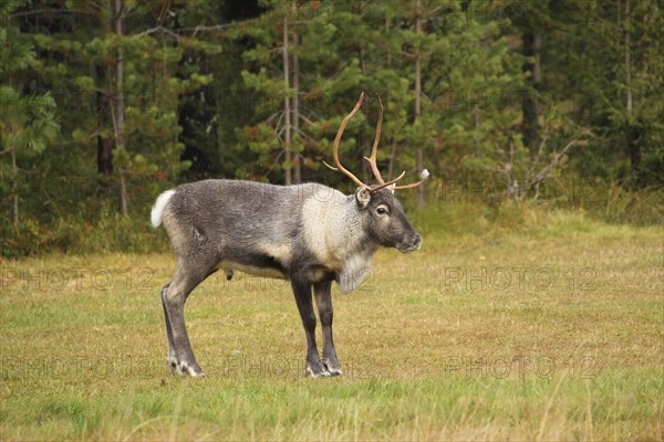 Reindeer (Rangifer tarandus) at the edge of the forest