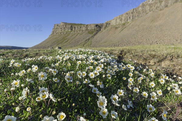 White dryad (Dryas octopetala)