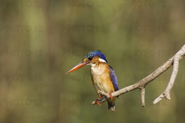 Malachite Kingfisher (Alcedo cristata)