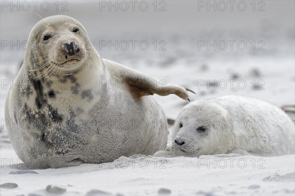 Grey seals (Halichoerus grypus)