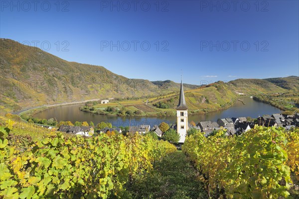 Vineyard at Moselleschleife near Bremm