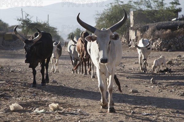 Cows on a street