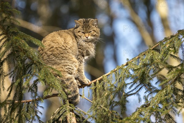 Wildcat (Felis silvestris)