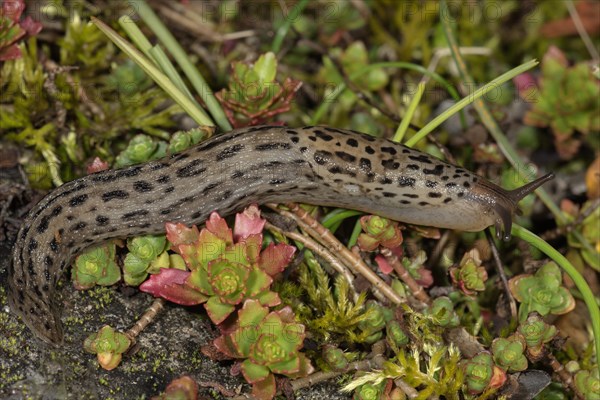 Great grey slug (Limax maximus)