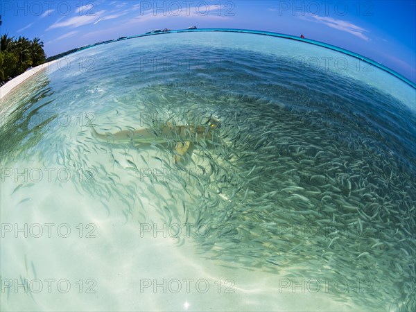 Fish swarm with sardines and hunting Blacktip reef shark (Carcharhinus melanopterus) in shallow water near the shore