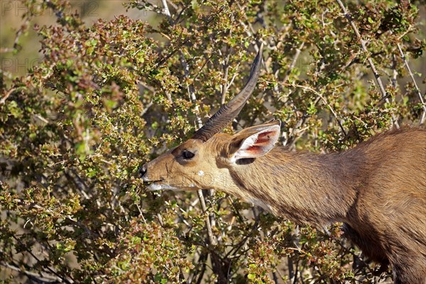 Cape bushbuck (Tragelaphus sylvaticus)