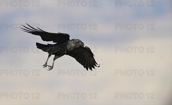 White-necked raven (Corvus albicollis)