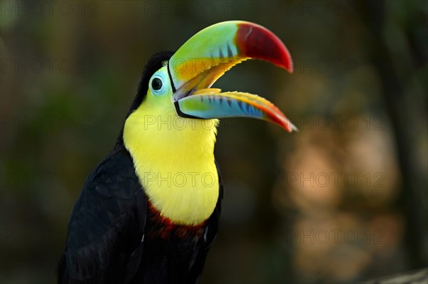 Keel-billed Toucan