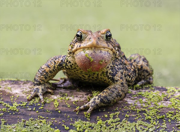 Male American toad (Anaxyrus americanus) calling sac inflated