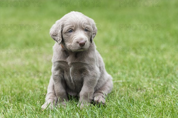 Longhair Weimaraner