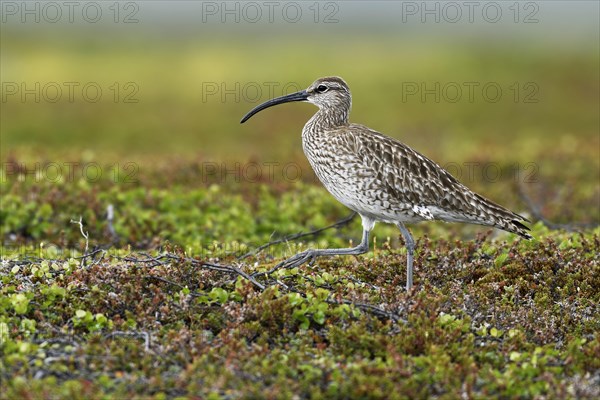 Whimbrel (Numenius phaeopus)