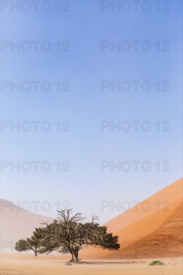 Camelthorn tree (Acacia erioloba) in front of Sand Dune