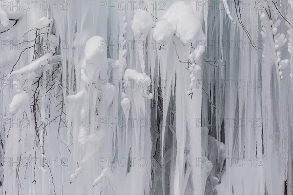 Frozen tree with long icicles