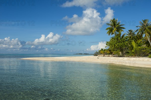 Palm fringed white sand beach in the turquoise waters of Tikehau